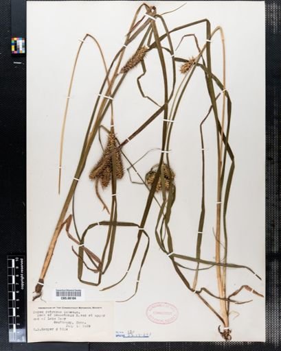 Carex retrorsa