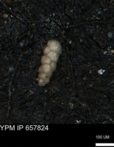 Verneuilinoides kansasensis
