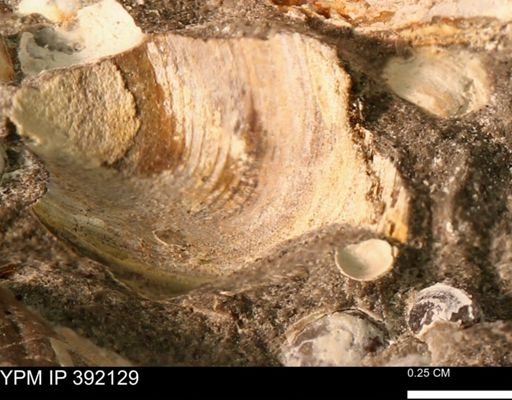 Protocardia sp.