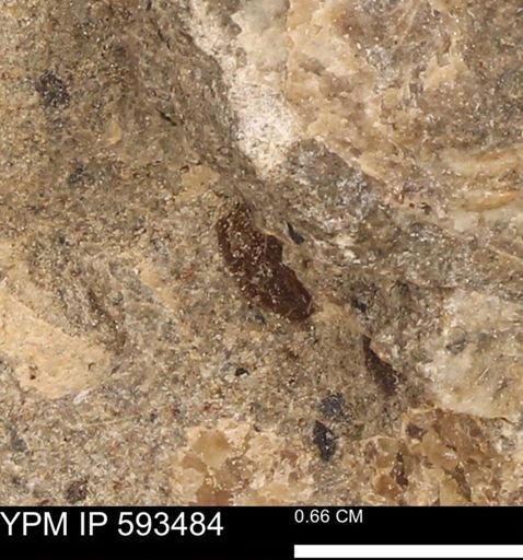 taxon undetermined