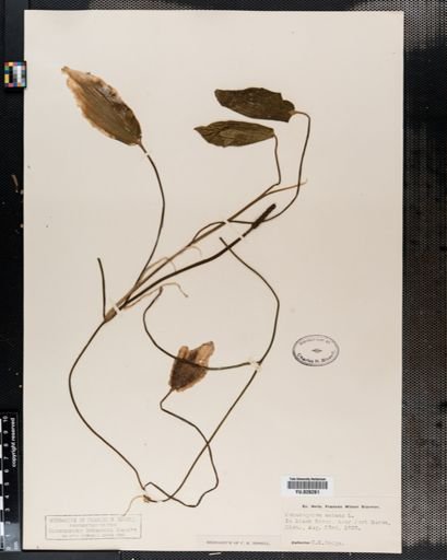 Potamogeton natans