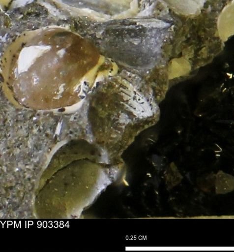 undet. Bivalvia