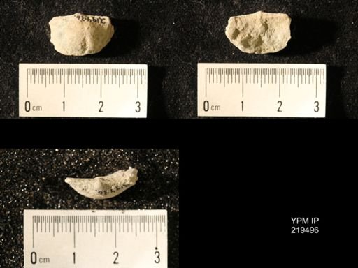 Chonetes granulifer
