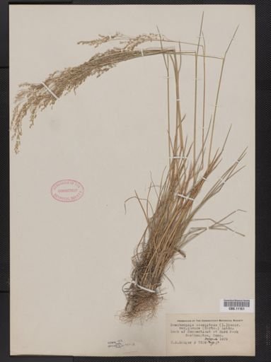 Deschampsia caespitosa