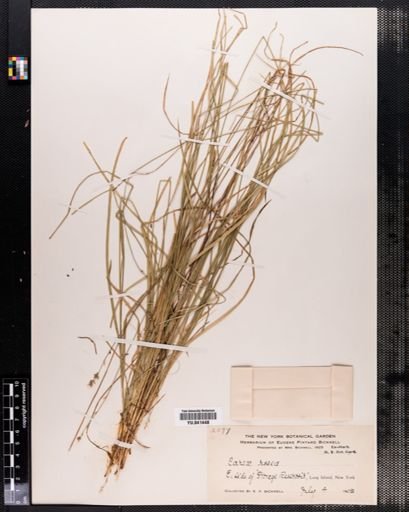 Carex rosea