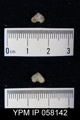 Bilobites varicus