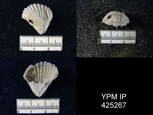 Meekella attenuata
