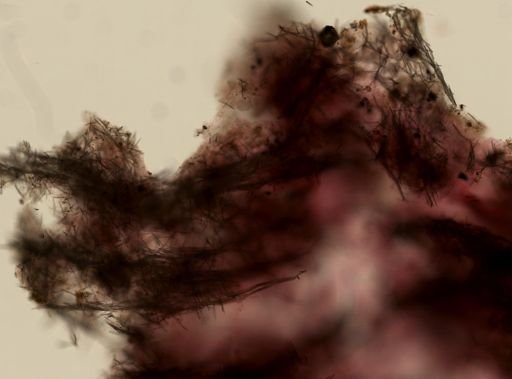 Reniera sp.