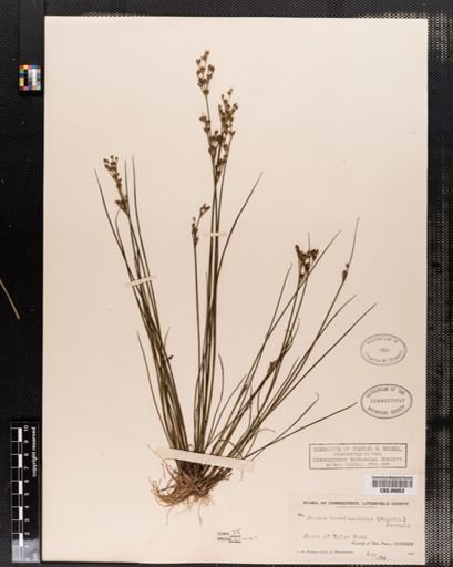Juncus brevicaudatus