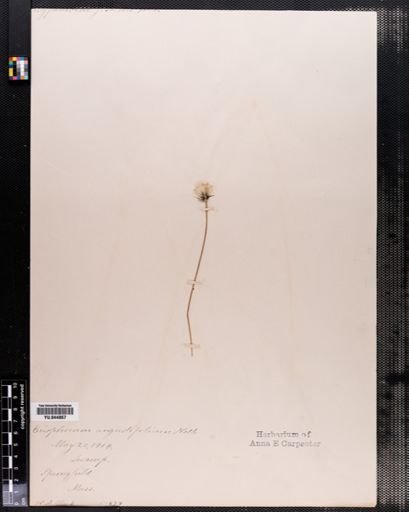 Eriophorum angustifolium