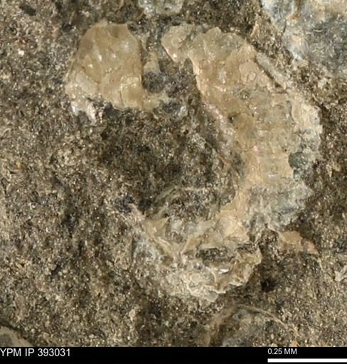 Scaphites sp.