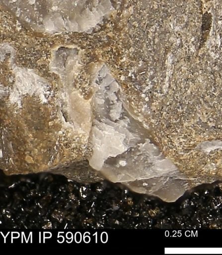 Ostrea translucida?