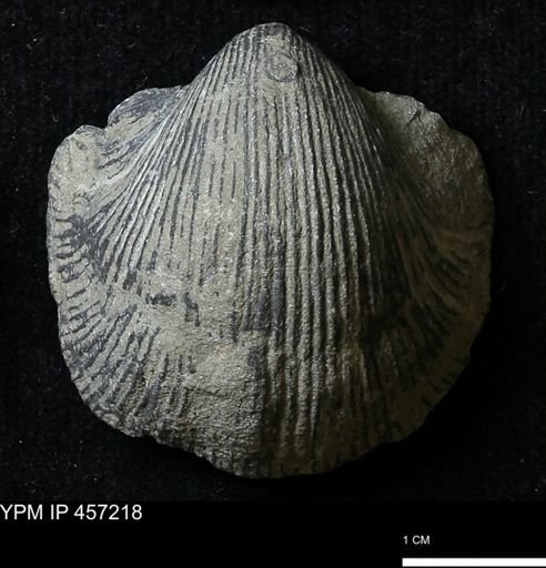 Stropheodonta navalis boonensis