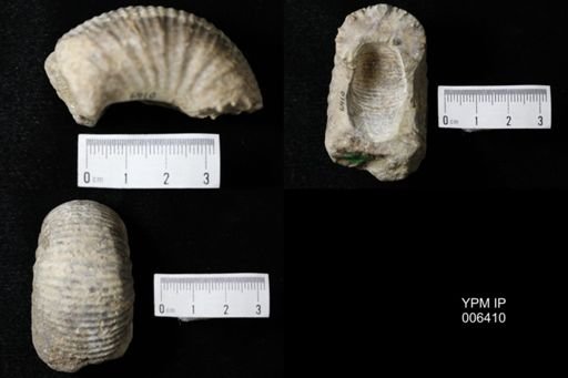Scaphites ventricosus stantoni