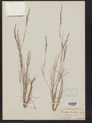 Aristida dichotoma