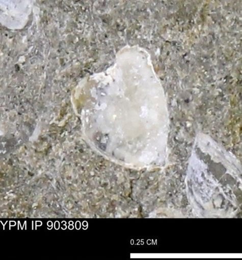 Corbulamella sp.