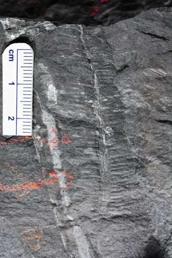 Pecopteris sp.