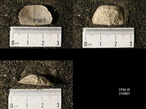 Chonetes granulifer meekanus