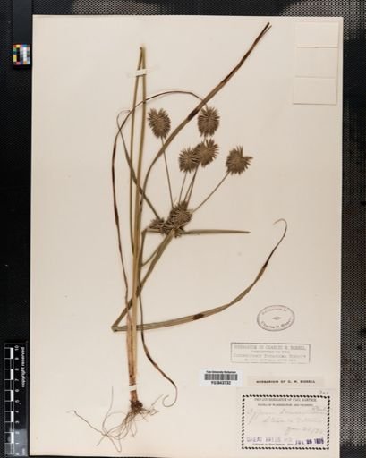 Cyperus