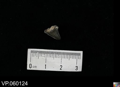 undet. Chondrichthyes