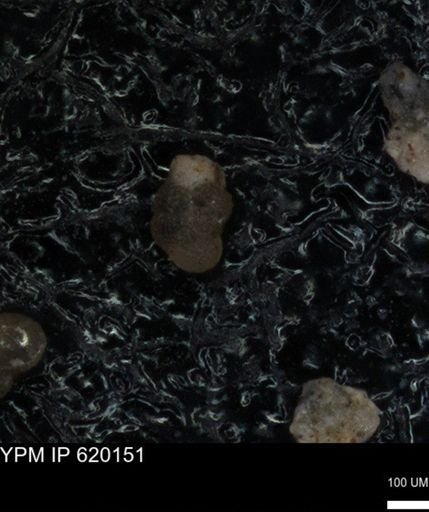 undet. Foraminiferida