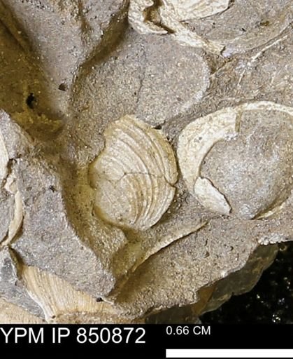 Limopsis striatopunctatus