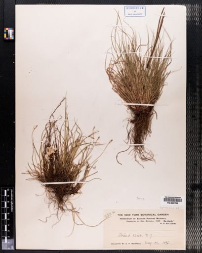 Carex