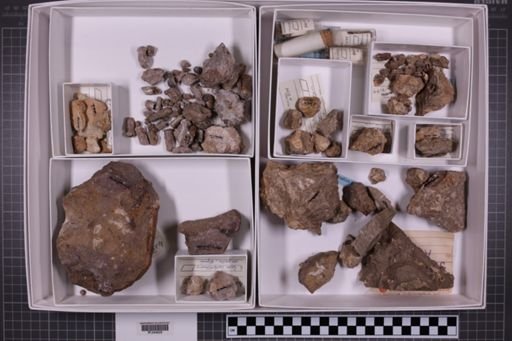 mixed taxa, stratigraphic collection
