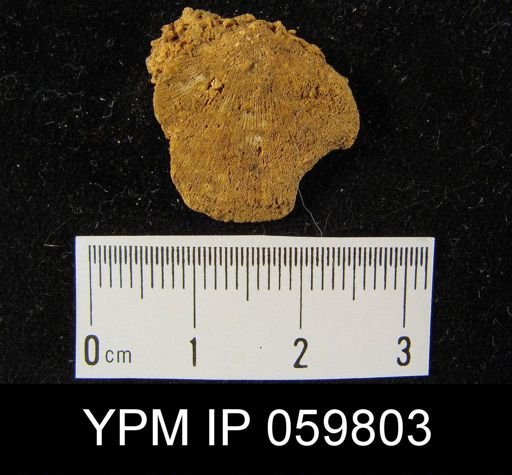 Rhipidomella musculosa
