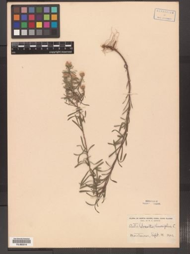 Ionactis linariifolius