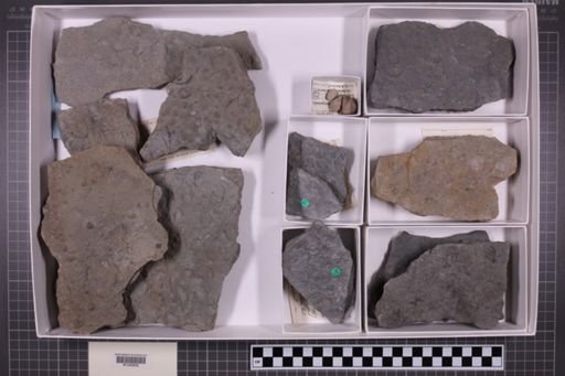 mixed taxa, stratigraphic collection