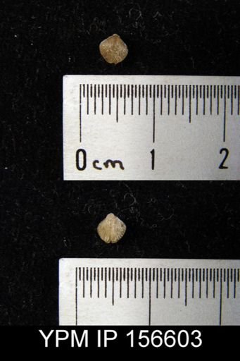 Zygospira recurvirostra