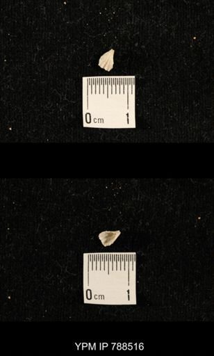 undet. Brachiopoda