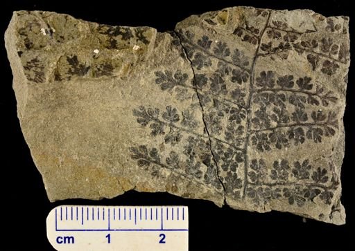 Sphenopteris sp.