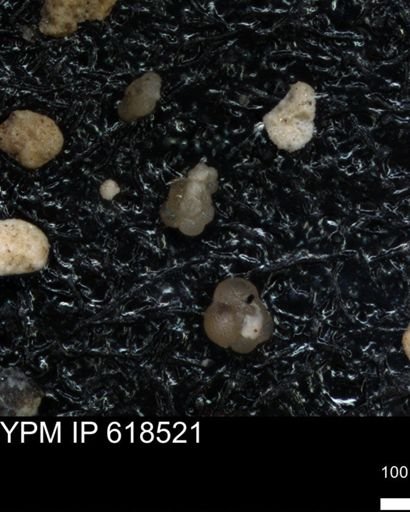 undet. Foraminiferida