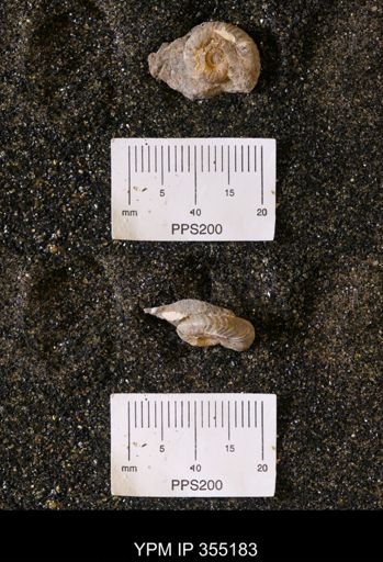 undet. Scaphitidae