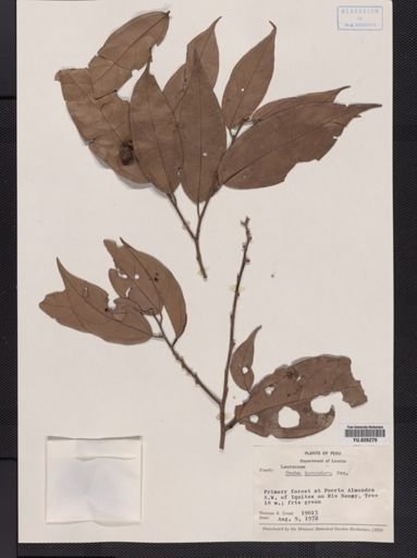 Ocotea