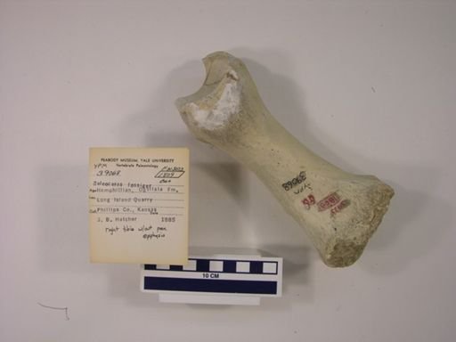 Teleoceras fossiger