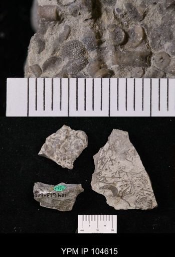 Ceramopora niagarensis germana