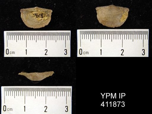 Chonetes cf. flemingi