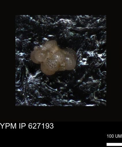undet. Foraminiferida