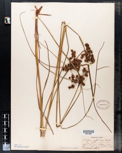Scirpus cyperinus