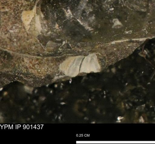 undet. Mollusca