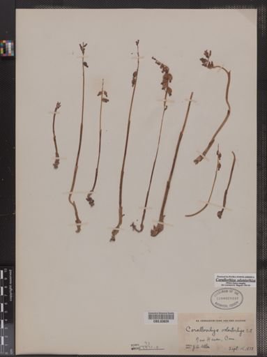 Corallorhiza odontorhiza