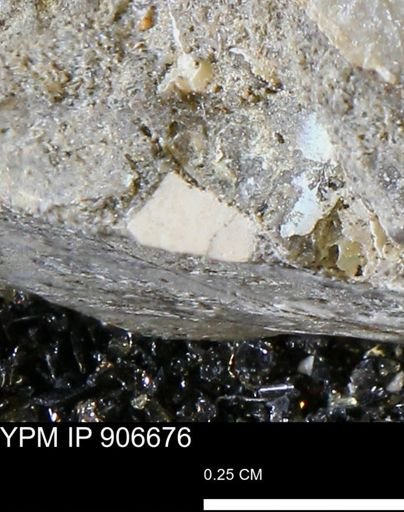 undet. Mollusca