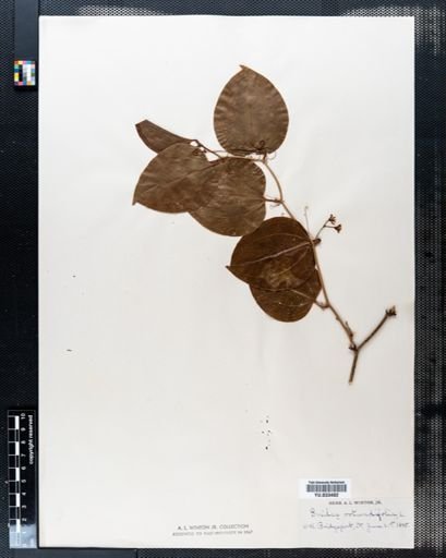 Smilax rotundifolia