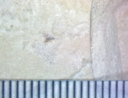 taxon undetermined
