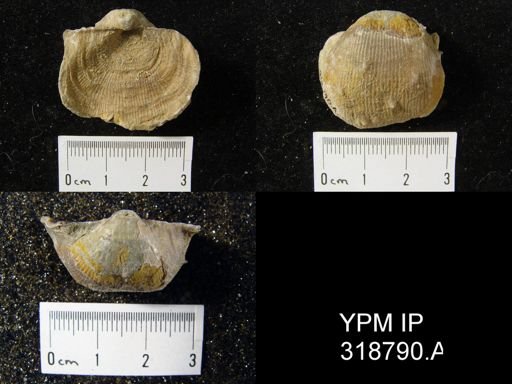 Linoproductus sp.