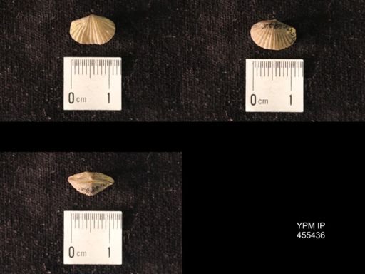 Platystrophia morrowensis