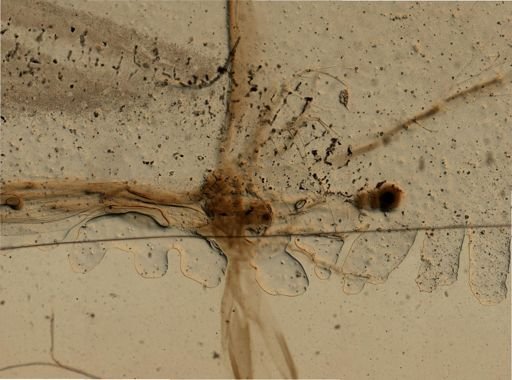 Leptodora